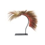 Northern Plains Roach