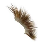 Northern Plains Roach