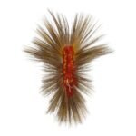 Northern Plains Roach - Image 2