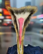 18’’ Inches Porcupine Roach Hair for Cultural Dance, Featuring Purple and Pink Matching Osage Ribbon Work - Image 3