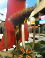 Powwow Dancing: History, Styles, and Cultural Significance