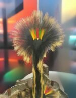 Powwow Dancing: History, Styles, and Cultural Significance - Image 2