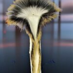 Porcupine Guard Hair: Uses Benefits & Natural Advantages