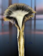 Porcupine Guard Hair: Uses Benefits & Natural Advantages