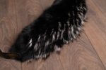 Black Fox Fur Collar Silver Tips - Image 4
