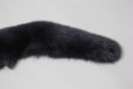 Blue Gray Fox Fur Shawl Collar - Image 4