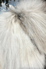 Kaydence | Luxury Rare Artic Cross Marble Fox Full Length Coat - Image 2